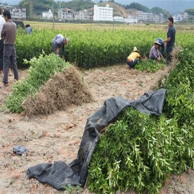 工程绿化植物苗木香樟树苗四季常青大型盆景驱蚊树手带土庭院种植香樟小苗