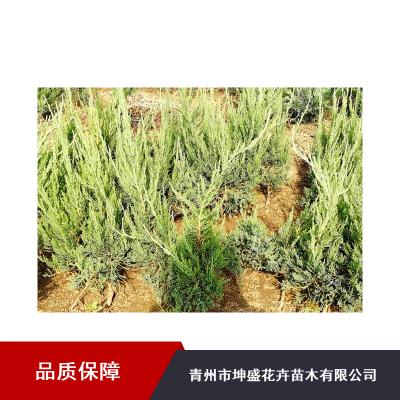 公司首页 最新供应 威海红叶石楠工程苗_坤盛工厂绿化苗木供应 产品