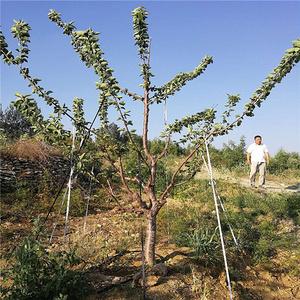 樱桃小苗批发 樱桃苗基地_园林_绿化苗木_樱桃树